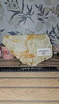 Knightia Fish Fossil