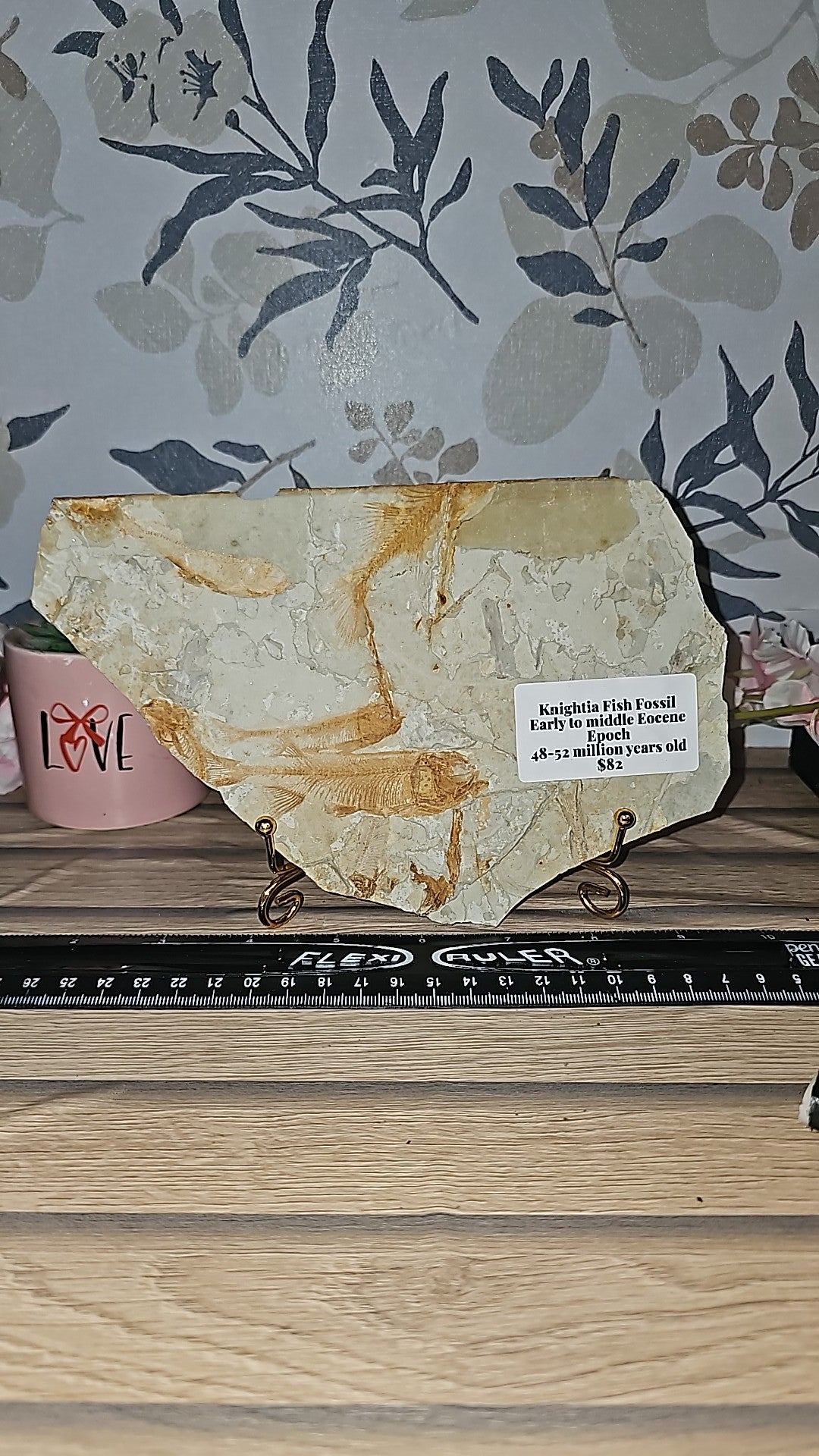 Knightia Fish Fossil