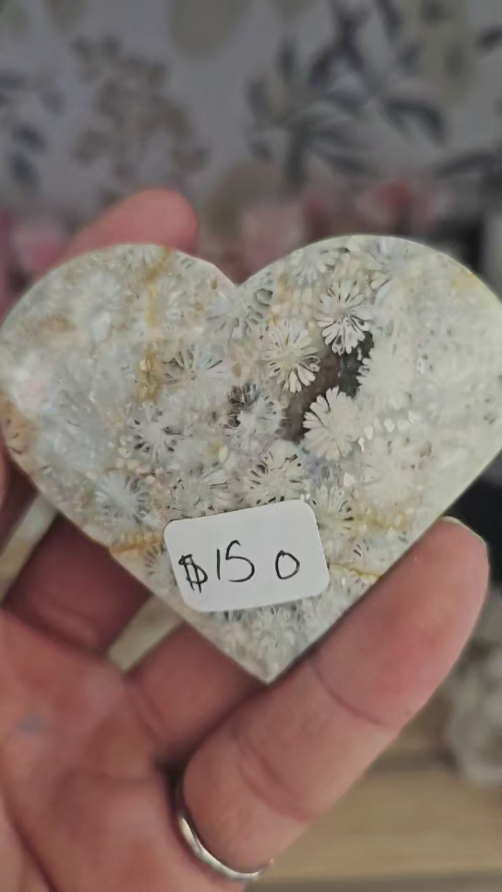 Coral fossil heart