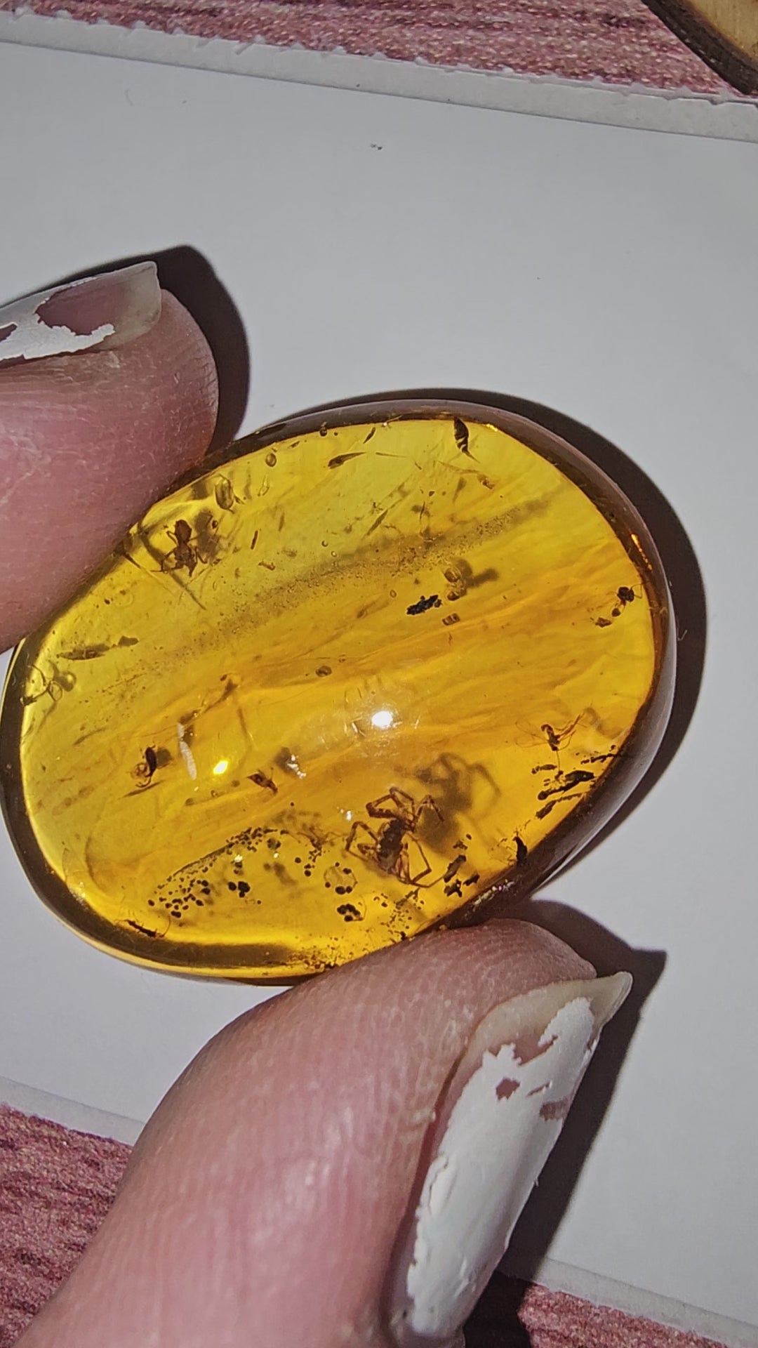 Spider's in Burmese Amber