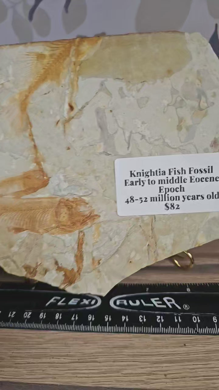Knightia Fish Fossil