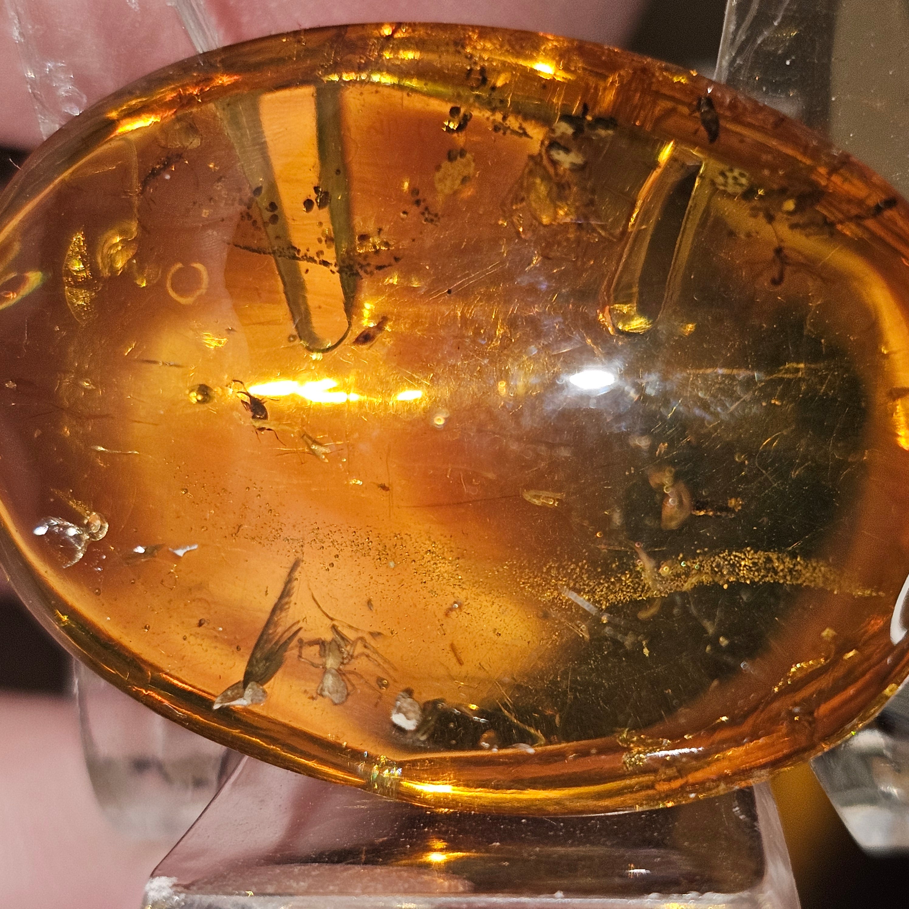 Spider's in Burmese Amber