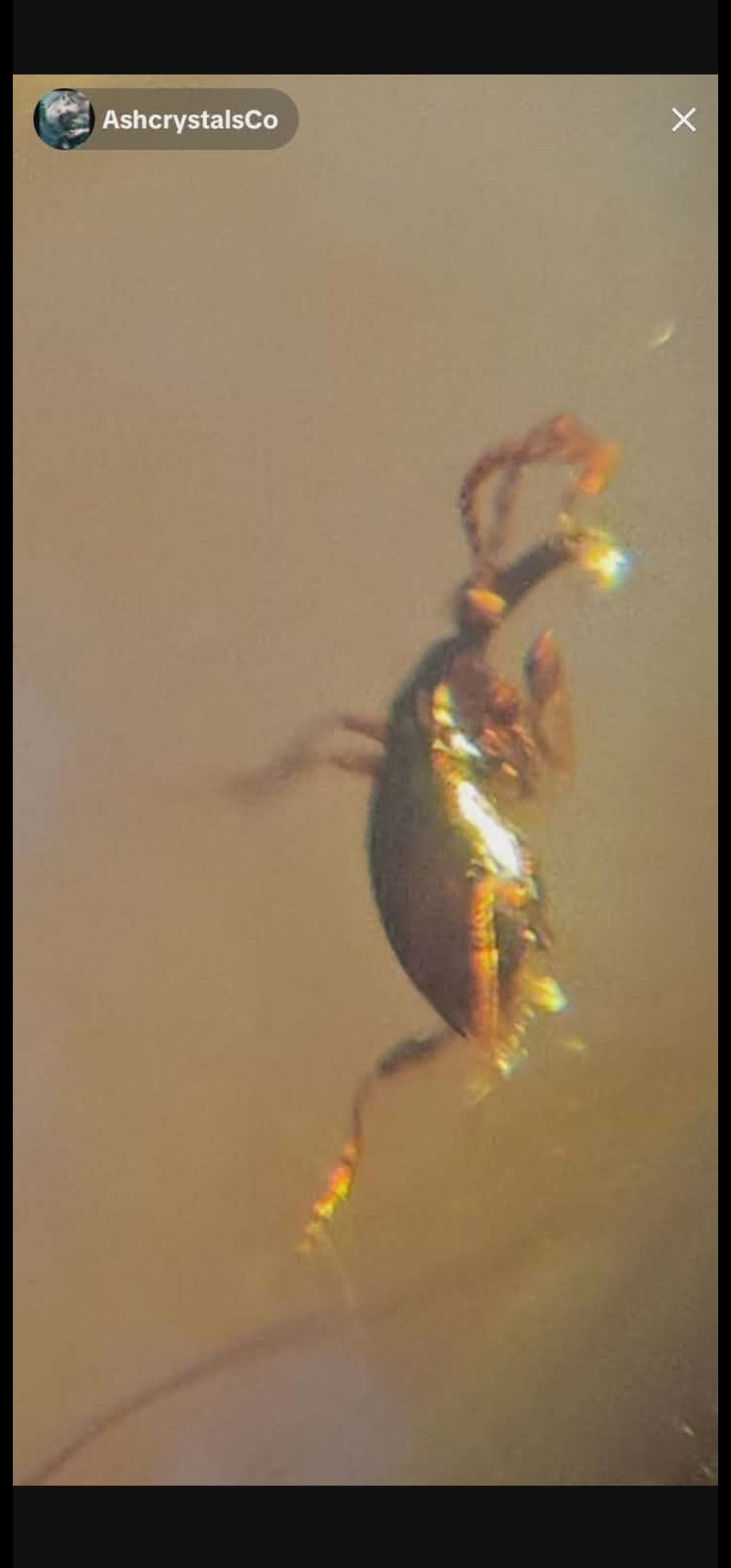 Spider's in Burmese Amber