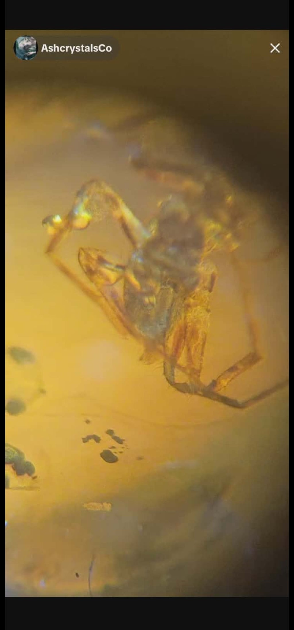 Spider's in Burmese Amber