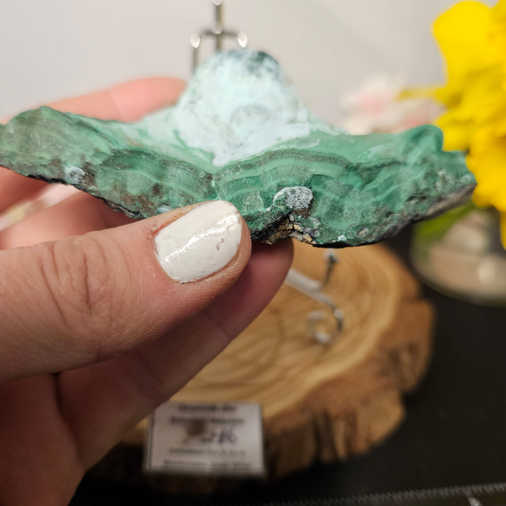 Botryoidal Malachite/Chrysocolla Slab 46