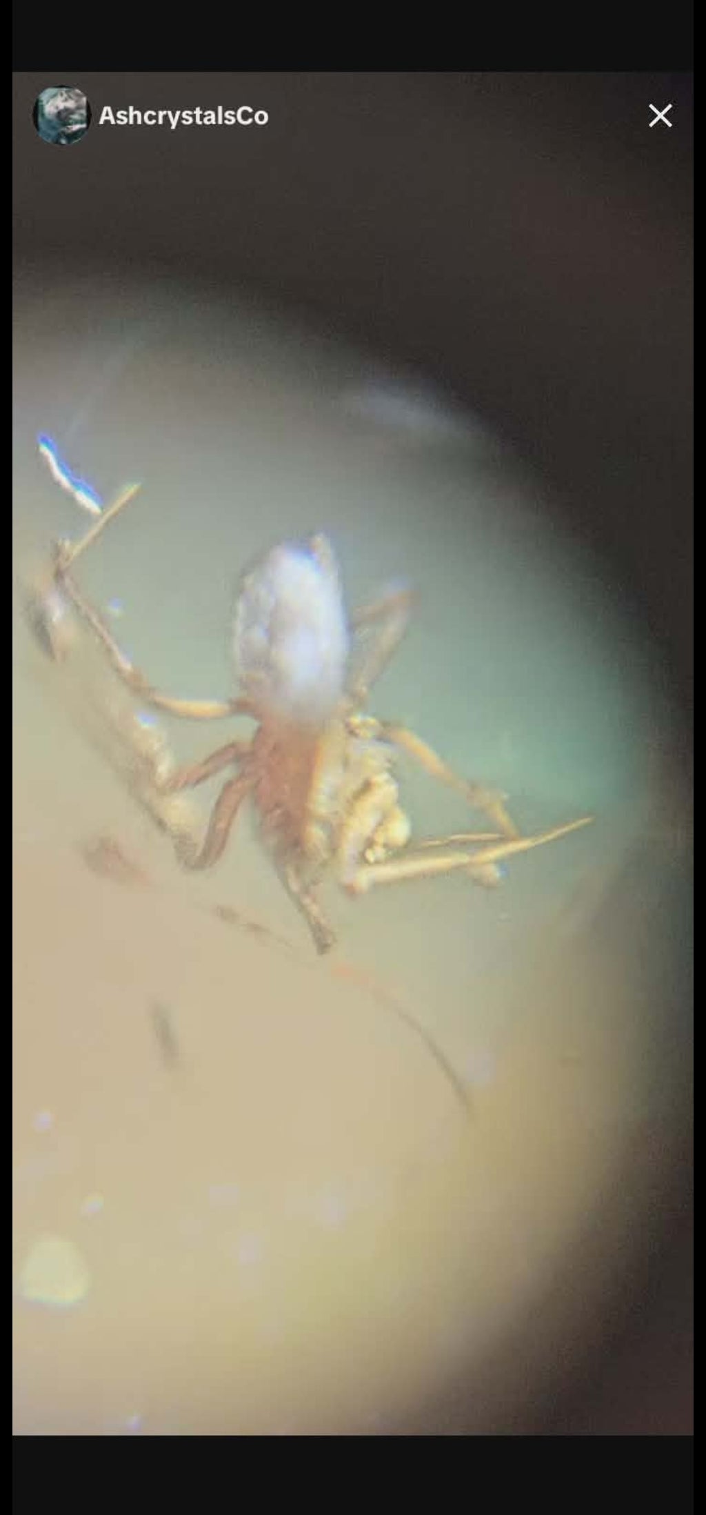 Spider's in Burmese Amber