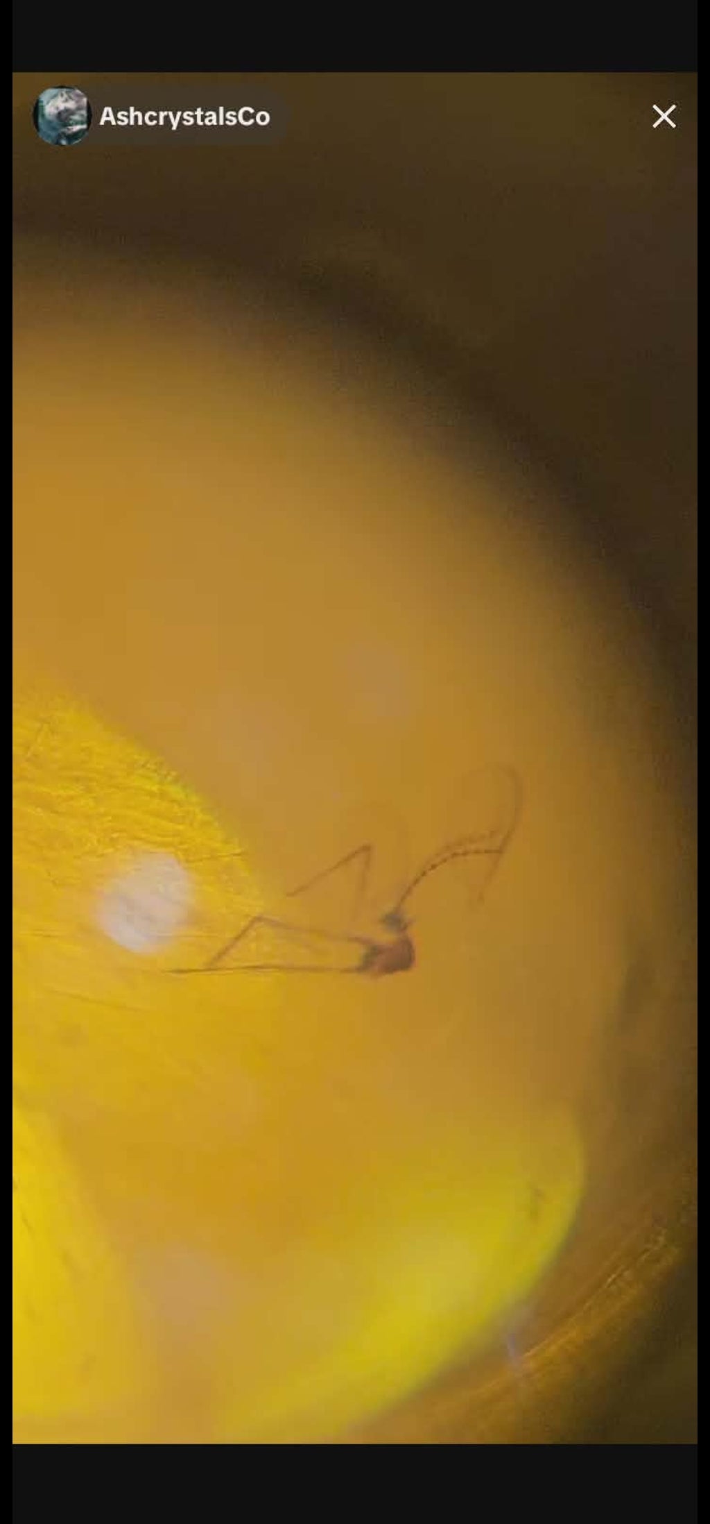 Spider's in Burmese Amber