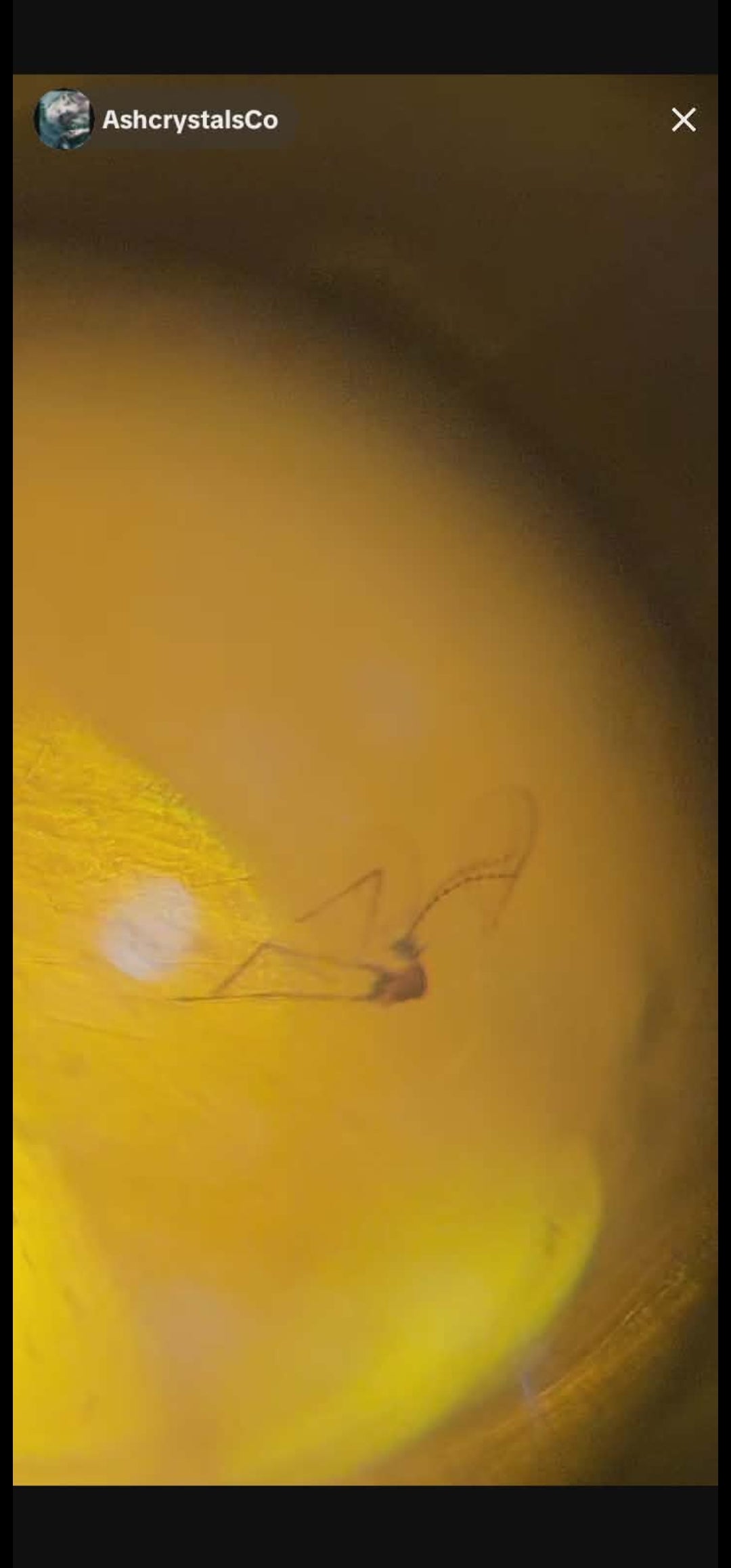 Spider's in Burmese Amber