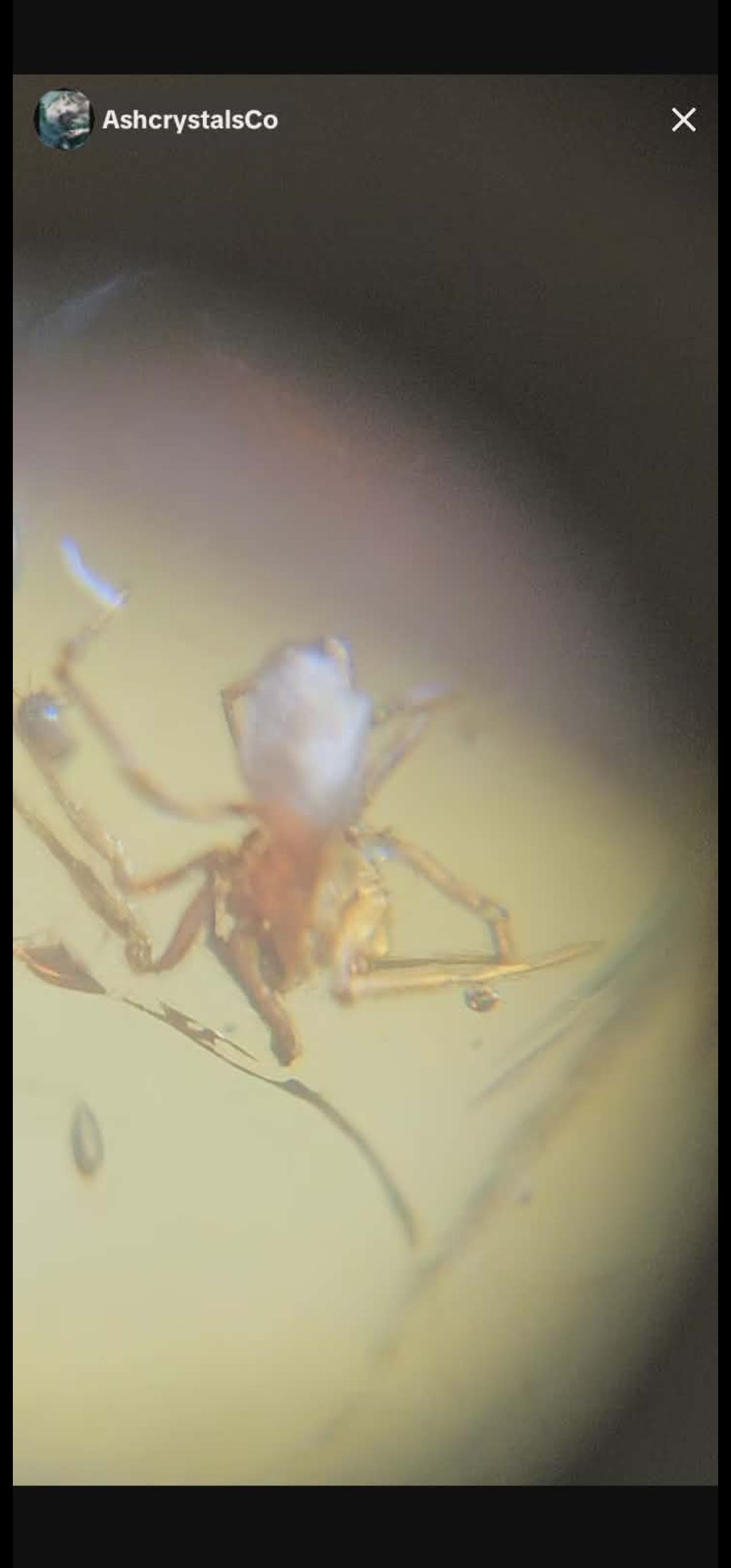 Spider's in Burmese Amber
